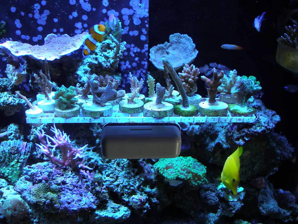 Easy Cheap Diy Frag Rack Reef Central Online Community